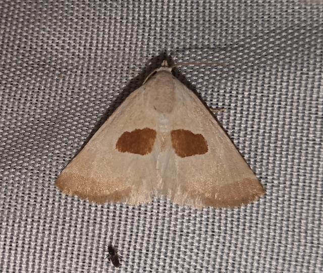 Calymma communimacula - pajzstetűfaló bagoly