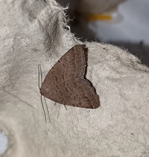 Acosmetia caliginosa - imolabagoly