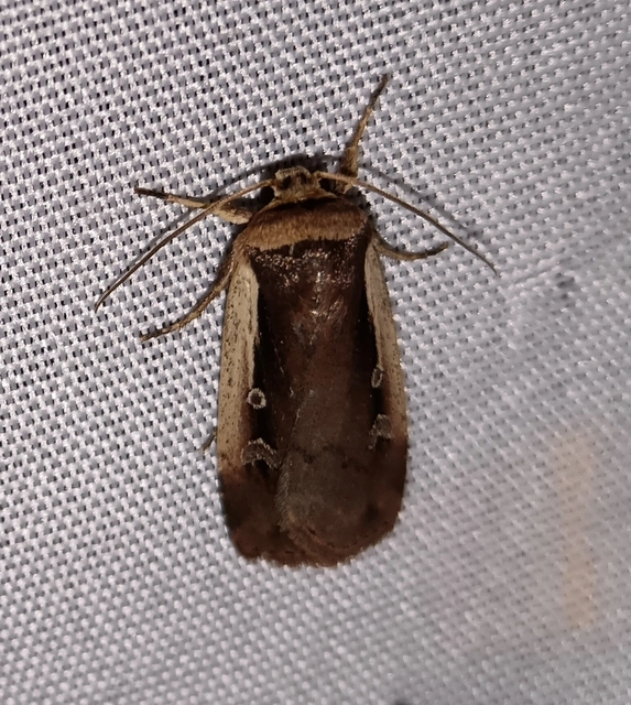 Ochropleura plecta - fehérszegélyű fűbagoly