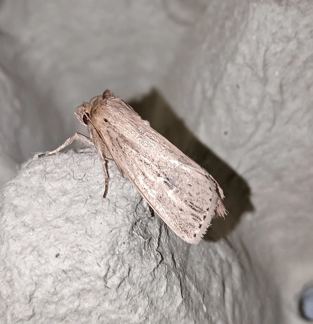 Globia sparganii - nagy nádibagoly
