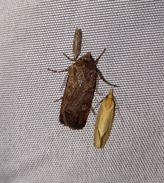 Euxoa tritici/nigrofusca/eruta