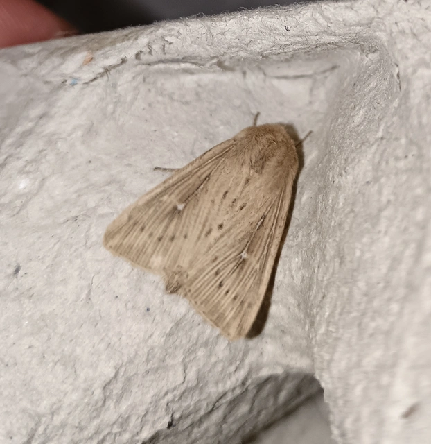 Leucania obsoleta - pontozott rétibagoly