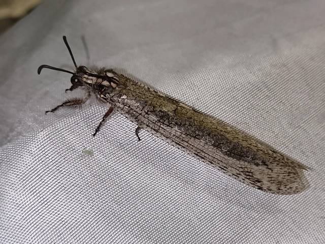 Acanthaclisis occitanica - pusztai hangyaleső