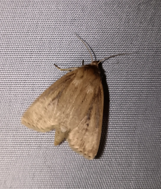 Globia sparganii - nagy nádibagoly