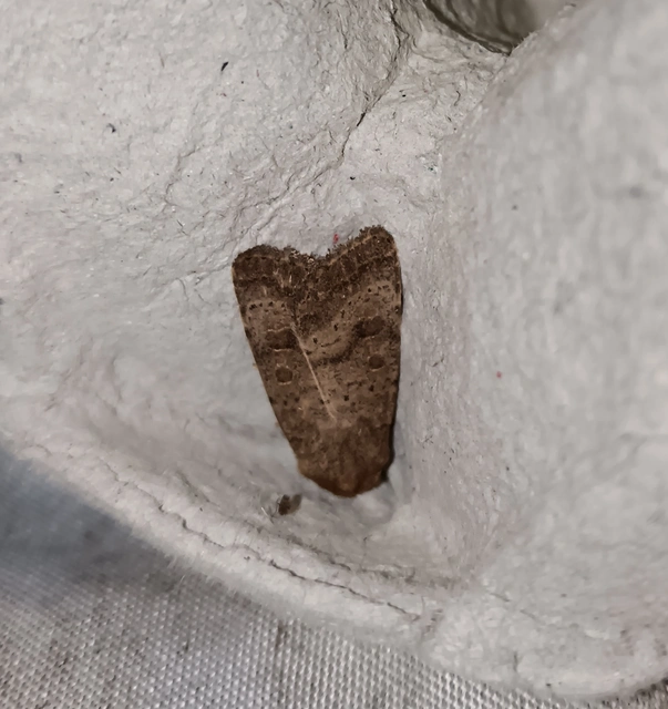 Hoplodrina octogenaria - barna selymesbagoly