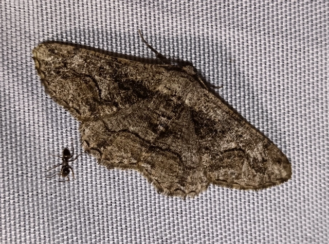 Synopsia sociaria - ürömaraszoló