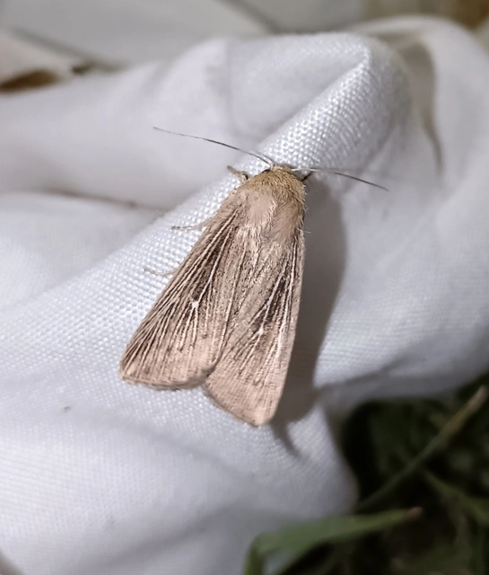 Leucania obsoleta - pontozott rétibagoly