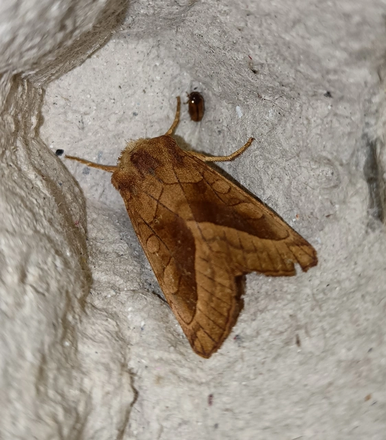 Hydraecia micacea - csillogó acsalapubagoly