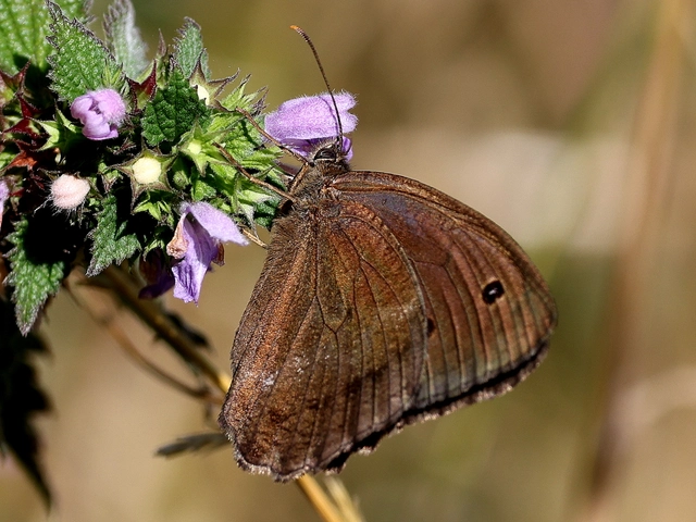 Minois dryas - fekete szemeslepke
