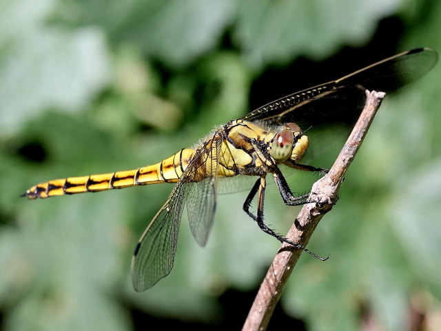 Orthetrum cancellatum - feketefarkú pásztorszitakötő