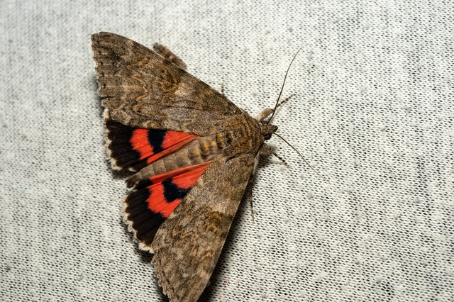 Catocala nupta - piros övesbagoly