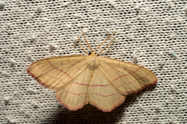 Rhodostrophia vibicaria - pirosszélű araszoló