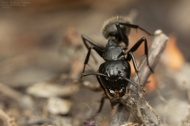 Camponotus vagus - fekete lóhangya