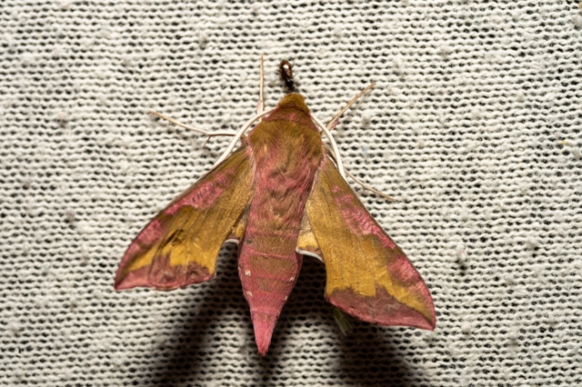 Deilephila porcellus - piros szender