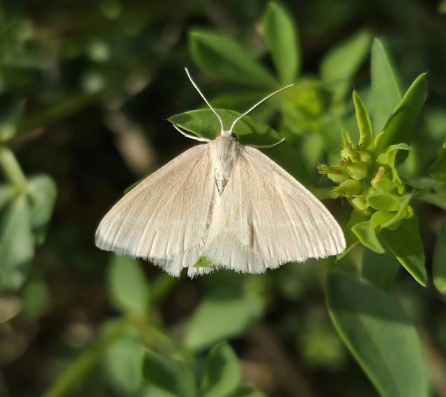 Pseudoterpna pruinata - hamvas zöldaraszoló
