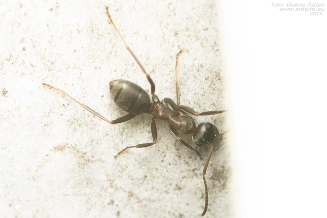 Formica rufibarbis - vörös rabszolgahangya