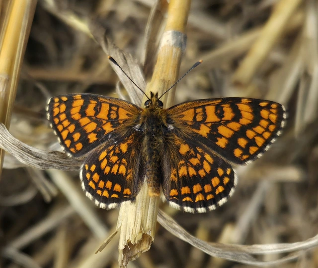 Melitaea athalia - közönséges tarkalepke