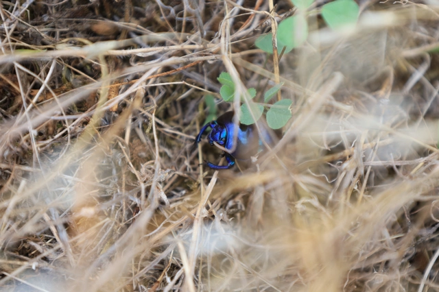 Trypocopris vernalis - tavaszi álganéjtúró