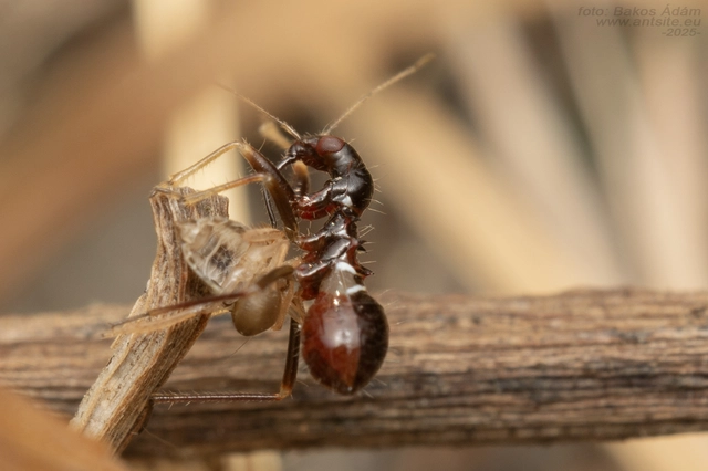 Himacerus