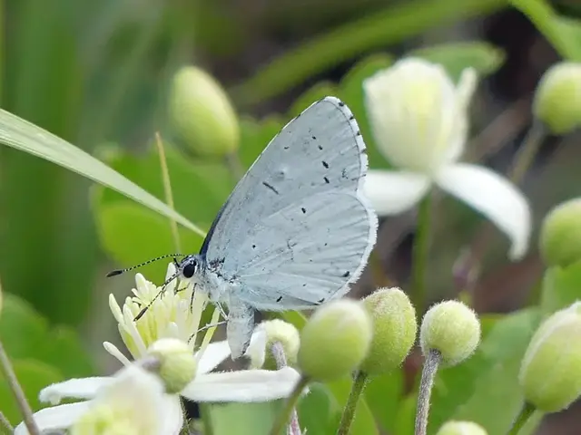 Celastrina argiolus - bengeboglárka