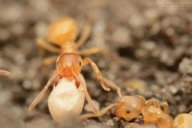 Lasius flavus - gyakori borostyánhangya