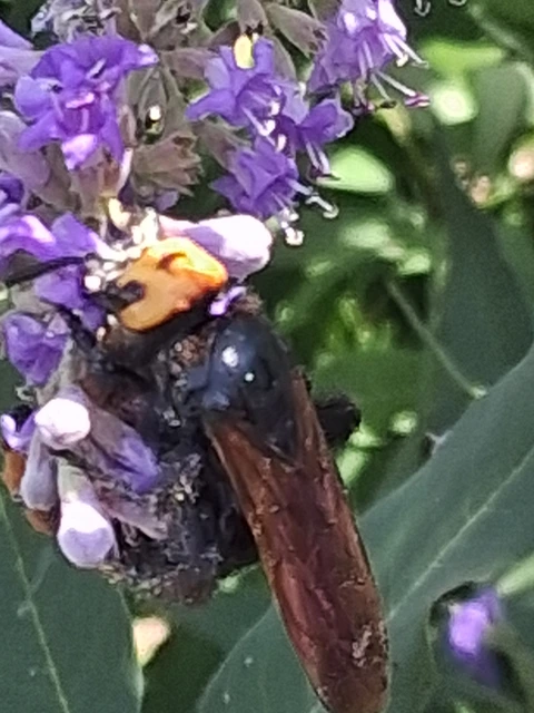 Megascolia maculata - óriás-tőrösdarázs