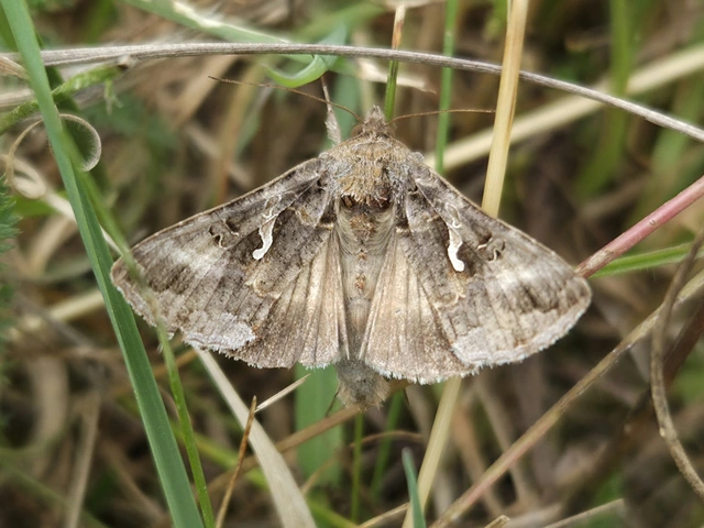 Autographa gamma - gammalepke