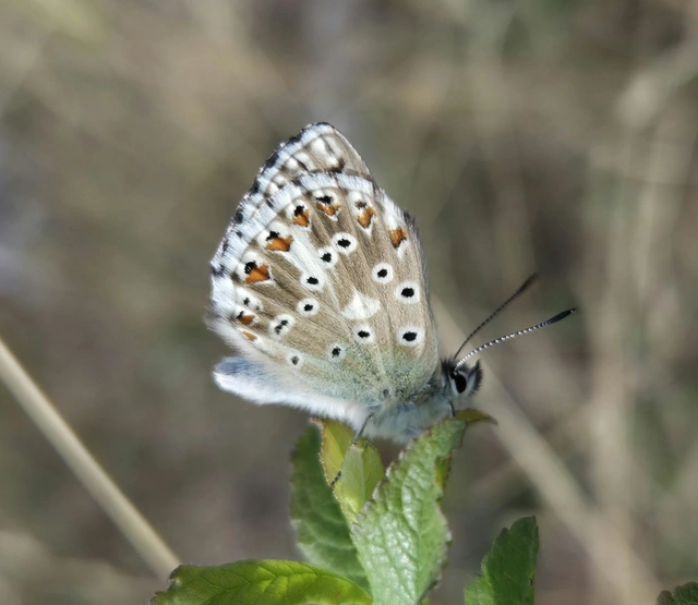 Polyommatus coridon - ezüstkék boglárka