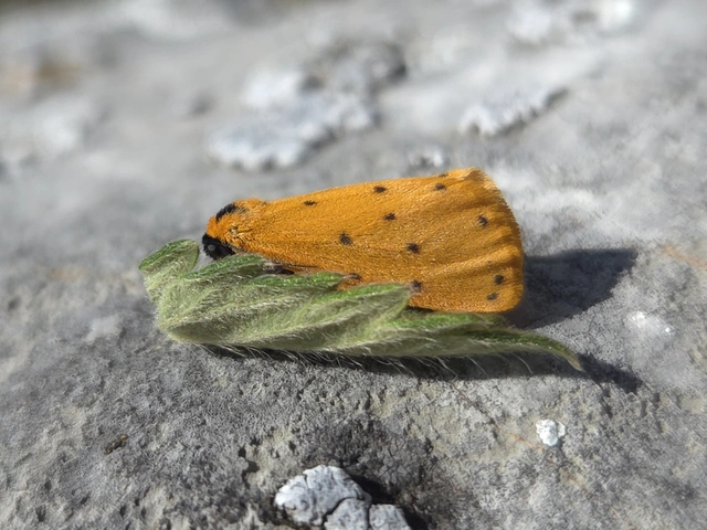 Setina roscida - sárga molyszövő