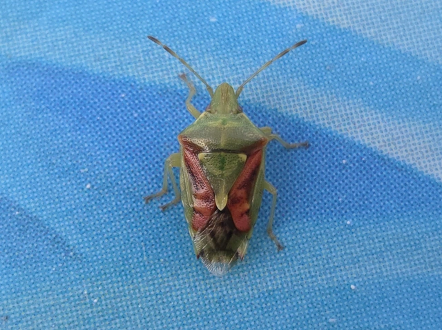 Cyphostethus tristriatus - boróka-dajkapoloska Cyphostethus tristriatus - boróka-dajkapoloska