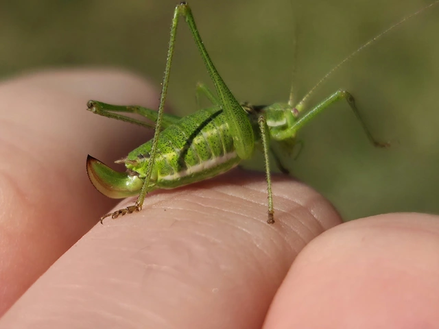 Leptophyes albovittata - közönséges virágszöcske