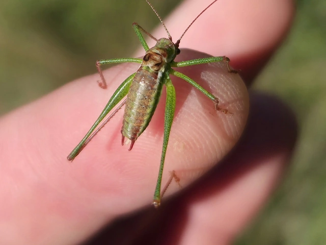 Leptophyes albovittata - közönséges virágszöcske