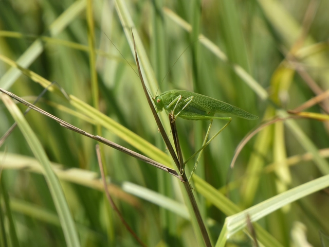 Phaneroptera nana - pontozott repülőszöcske