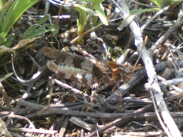 Oedipoda caerulescens - kékszárnyú sáska
