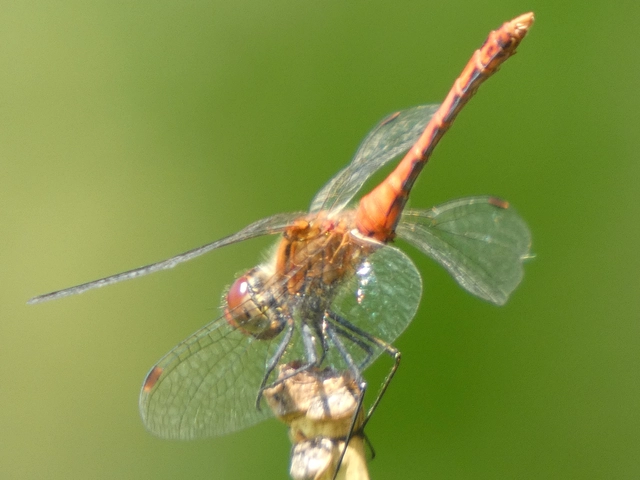 Sympetrum sanguineum - vörös katona-szitakötő
