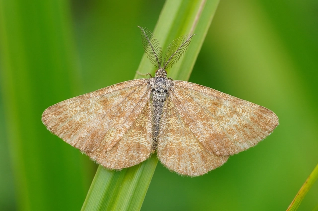 Ematurga atomaria - barna rétiaraszoló