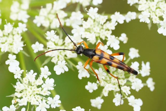 Strangalia attenuata - nyurgacincér