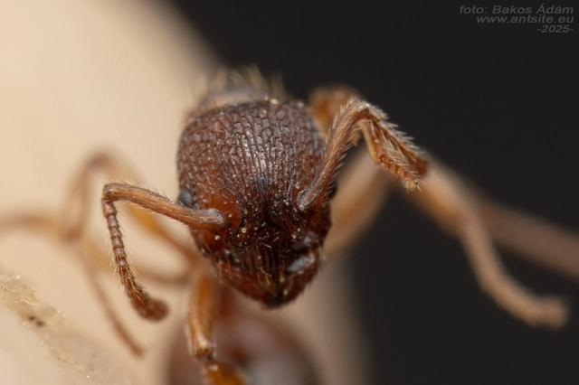 Myrmica sabuleti - gyakori bütyköshangya
