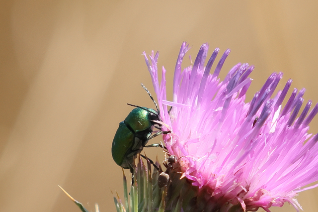 Cryptocephalus