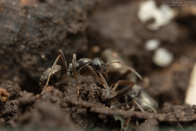 Formica fusca - kormos rabszolgahangya
