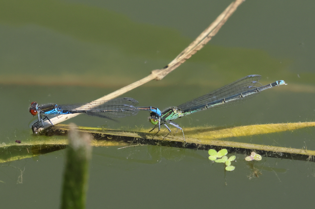 Erythromma viridulum - kis pirosszemű-légivadász