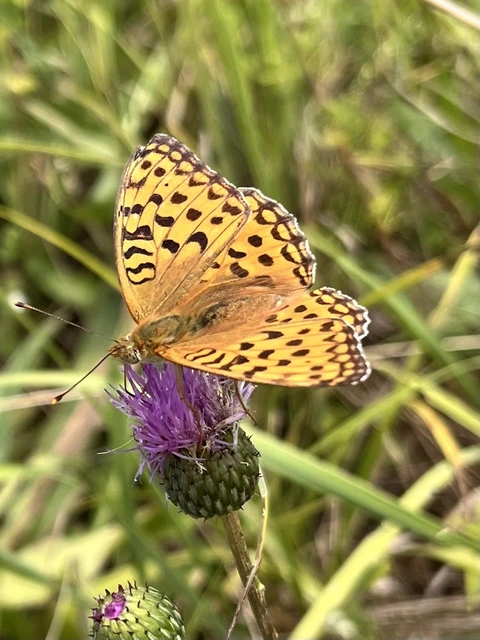 Argynnis adippe - ezüstös gyöngyházlepke