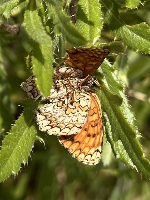 Melitaea phoebe - nagy tarkalepke