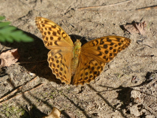 Argynnis paphia - nagy gyöngyházlepke