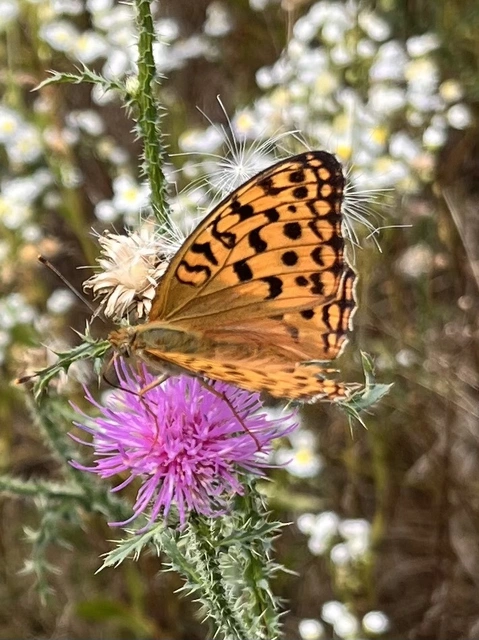 Argynnis adippe - ezüstös gyöngyházlepke