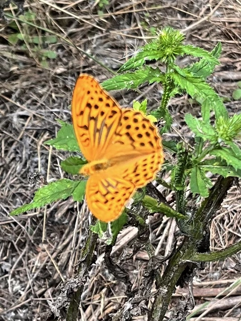 Argynnis paphia - nagy gyöngyházlepke