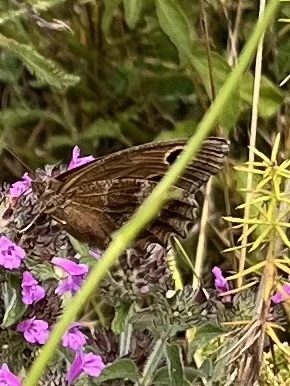 Minois dryas - fekete szemeslepke