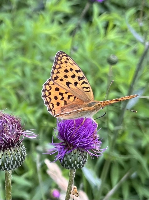 Argynnis adippe - ezüstös gyöngyházlepke