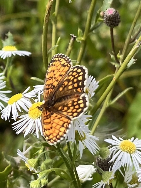Melitaea athalia - közönséges tarkalepke