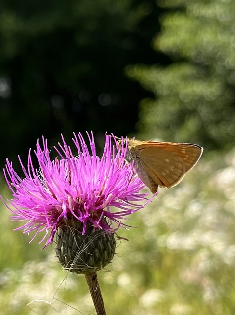 Ochlodes sylvanus - erdei busalepke